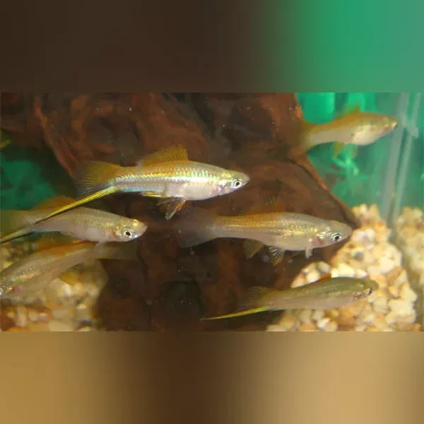 neon-swordtail Neon Swordtail