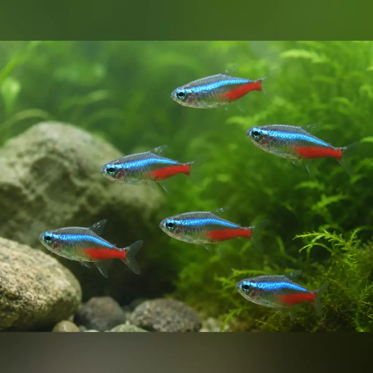 neon-tetra-school-6 Neon Tetra (School of 6)