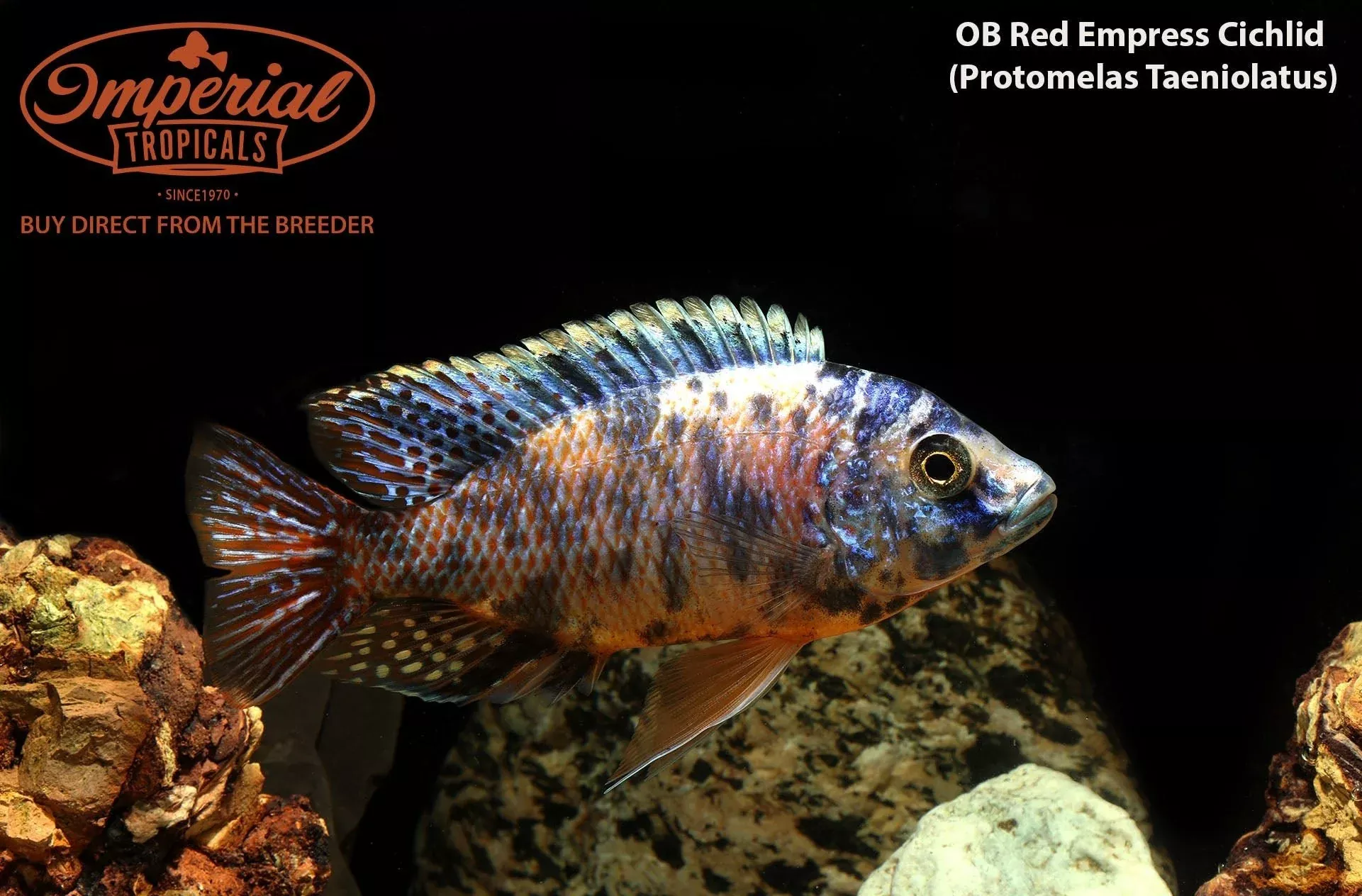 ob-red-empress OB Red Empress