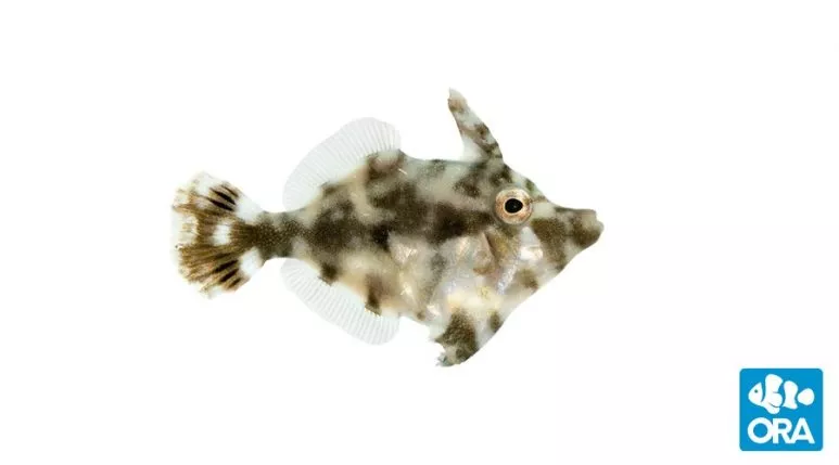 ora-aiptasia-eating-filefish ORA Aiptasia Eating Filefish