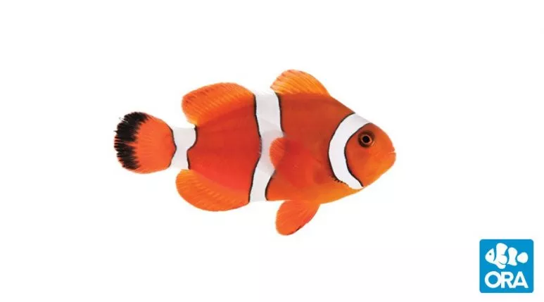 ora-blood-orange-hybrid-clownfish ORA Blood Orange Hybrid Clownfish