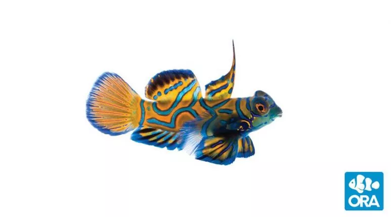 ora-blue-mandarin ORA Blue Mandarin