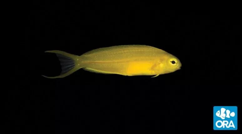 ora-canary-blenny ORA Canary Blenny