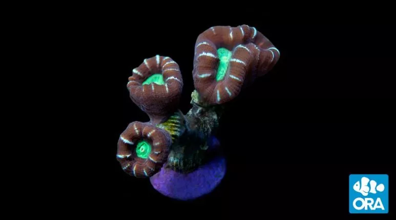 ora-candy-cane-coral ORA Candy Cane Coral