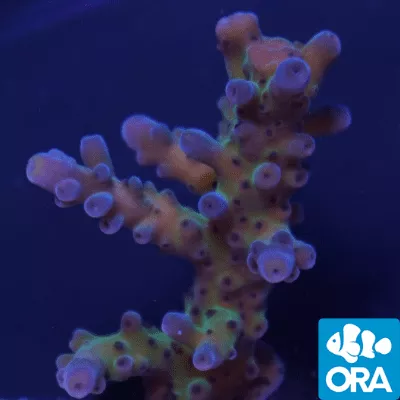 ora-carl-acropora-coral ORA The Carl Acropora Coral