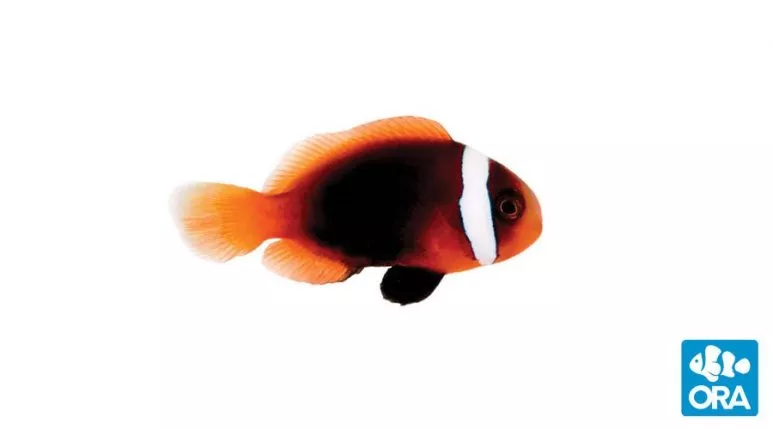ora-cinnamon-clownfish ORA Cinnamon Clownfish