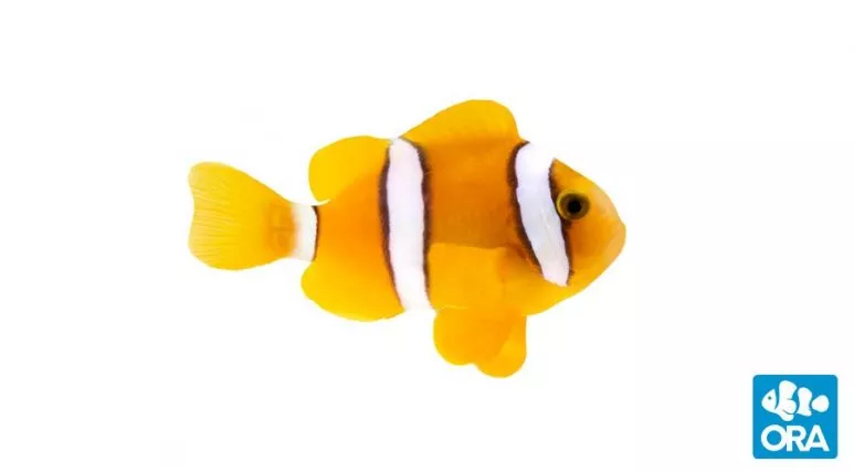 ora-clarkii ORA Clarkii