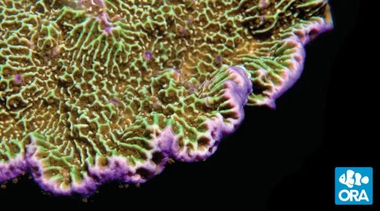 ora-confusa-montipora ORA Confusa Montipora