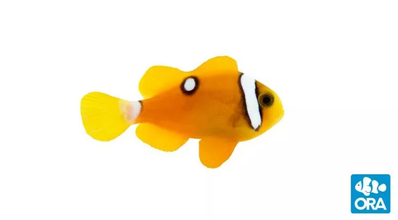 ora-deluxe-clarkii-clownfish ORA Deluxe Clarkii Clownfish