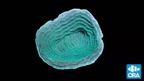 ora-elephant-skin-coral ORA Elephant Skin Coral