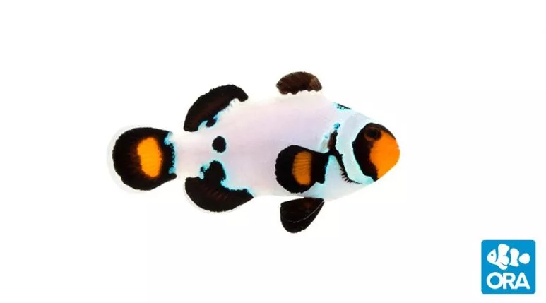 ora-frostbite-clownfish ORA Frostbite Clownfish