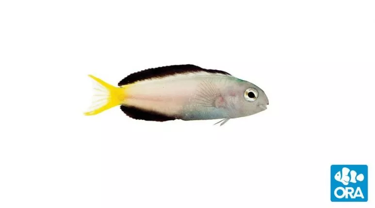 ora-harptail-blenny ORA Harptail Blenny