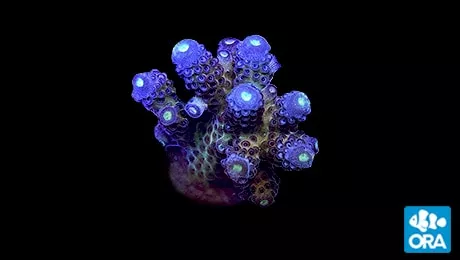 ora-juicy-grape-acropora ORA Juicy Grape Acropora