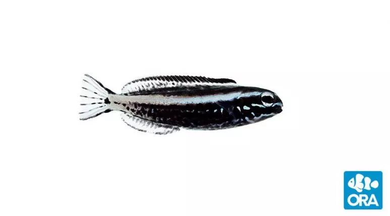 ora-kamohara-blenny ORA Kamohara Blenny