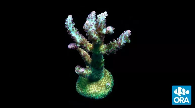 ora-laura-s-purple-polyp-acropora ORA Laura’s Purple Polyp Acropora