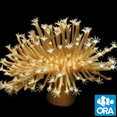 ora-long-polyp-leather-coral ORA Long Polyp Leather Coral