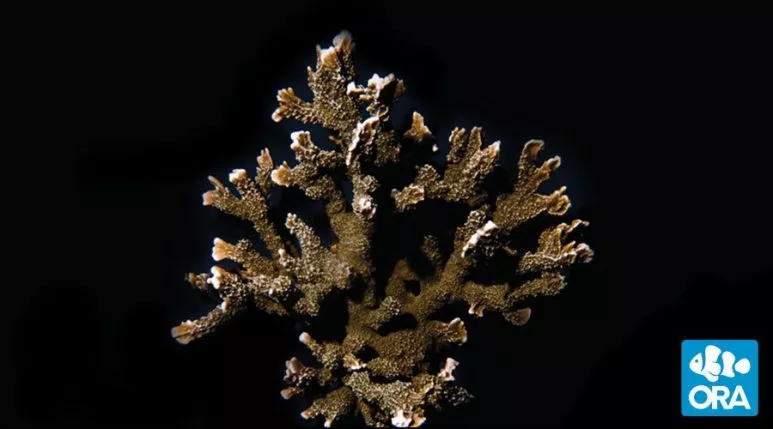 ora-marshall-island-green-elkhorn-montipora ORA Marshall Island Green Elkhorn Montipora