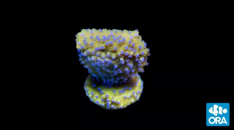 ora-melonberry-montipora ORA Melonberry Montipora