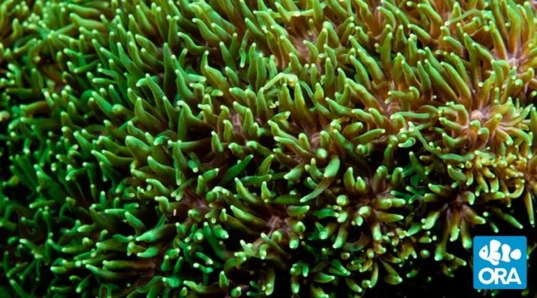 ora-metallic-green-galaxea ORA Metallic Green Galaxea