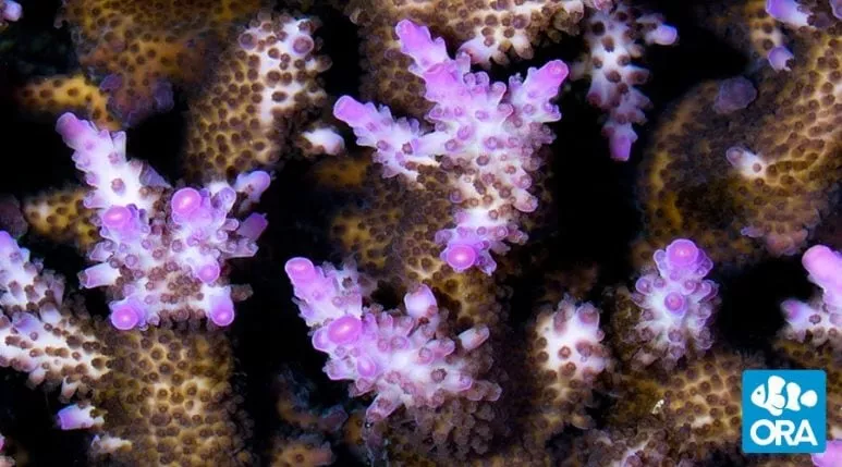 ora-miami-orchid-acropora ORA Miami Orchid Acropora