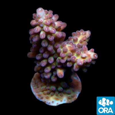 ora-micronesian-imperial-acropora-coral ORA Micronesian Imperial Acropora Coral