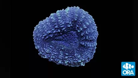 ora-micronesian-lobophyllia ORA Micronesian Lobophyllia