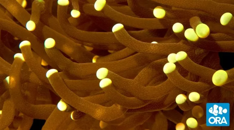 ora-micronesian-torch-coral ORA Micronesian Torch Coral