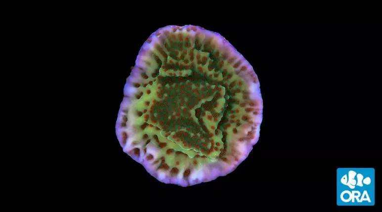 ora-mind-trick-montipora ORA Mind Trick Montipora
