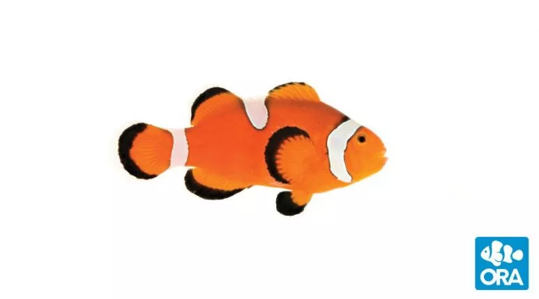 ora-misbar-ocellaris-clownfish ORA Misbar Ocellaris Clownfish