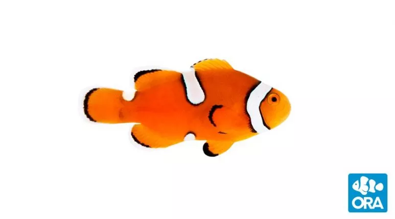 ora-misbar-percula-clownfish ORA Misbar Percula Clownfish