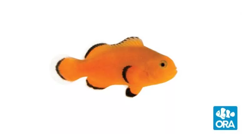 ora-naked-ocellaris-clownfish ORA Naked Ocellaris Clownfish