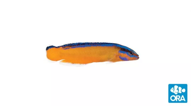 ora-neon-dottyback ORA Neon Dottyback