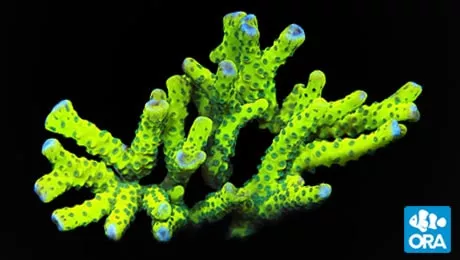 ora-neon-green-anacropora ORA Neon Green Anacropora
