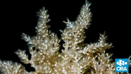 ora-nepthea-coral ORA Nepthea Coral