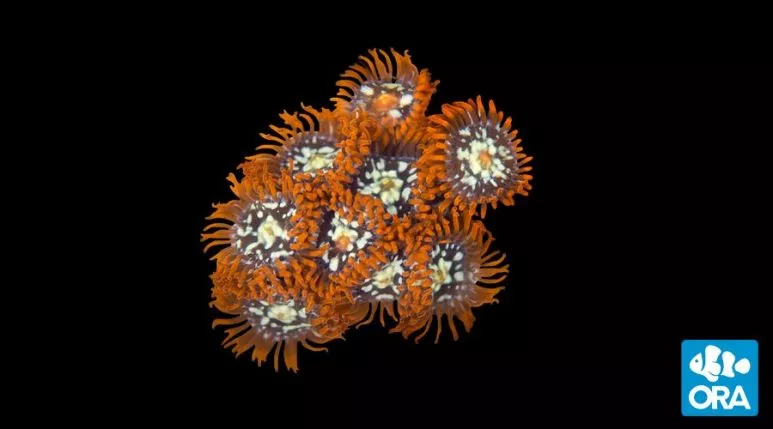 ORA Orange Zoanthids