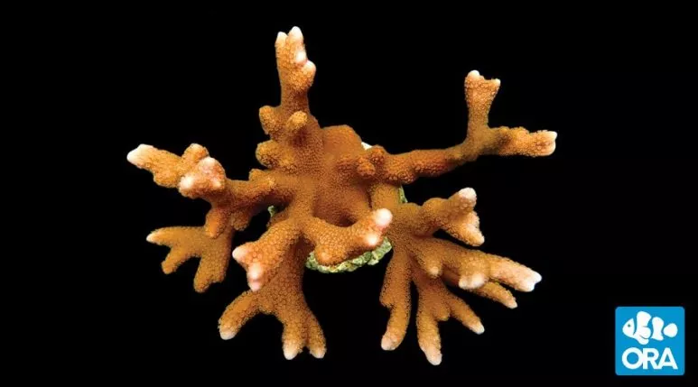 ora-peach-digitata ORA Peach Digitata