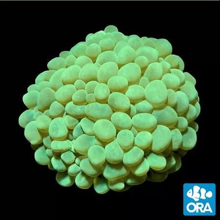 ora-pearl-bubble-coral ORA Pearl Bubble Coral
