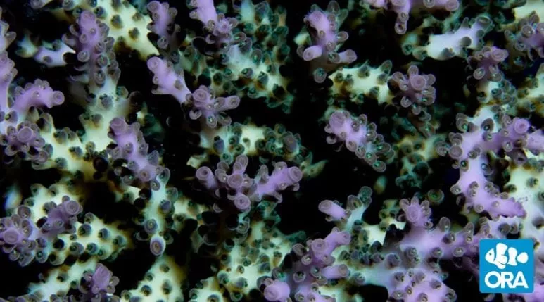 ora-pearlberry-acropora ORA Pearlberry Acropora