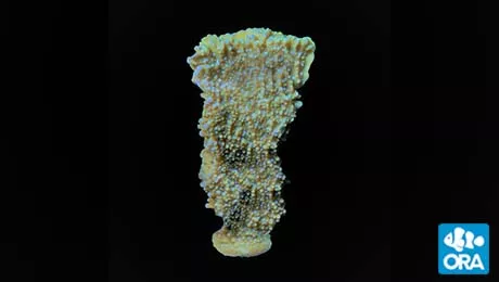 ora-periwinkle-plating-montipora ORA Periwinkle Plating Montipora