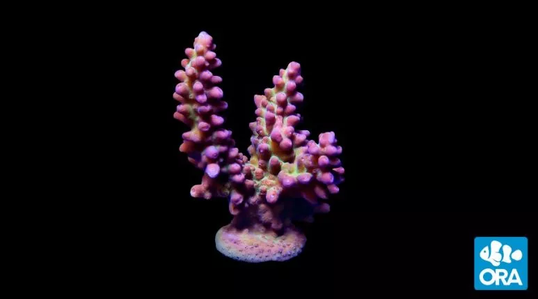 ora-pink-green-marshall-island-acropora-coral ORA Pink & Green Marshall Island Acropora Coral
