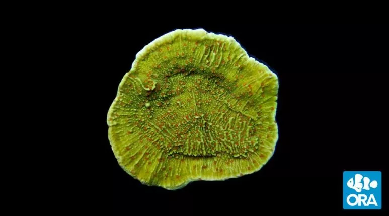 ora-pink-polyp-capricornis ORA Pink Polyp Capricornis