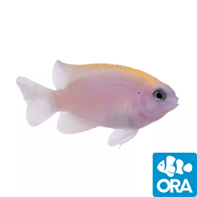 ora-pink-smith-damselfish ORA Pink Smith Damselfish