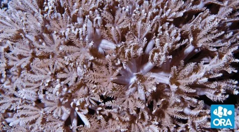 ora-pom-pom-xenia ORA Pom Pom Xenia
