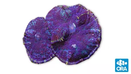 ora-purple-bullseye-rhodactis-mushroom ORA Purple Bullseye Rhodactis Mushroom