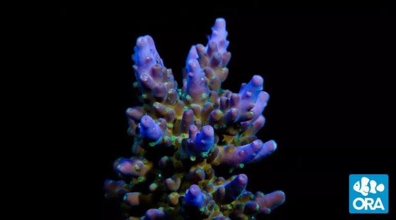 ora-purple-green-micronesian-acropora-coral ORA Purple & Green Micronesian Acropora Coral