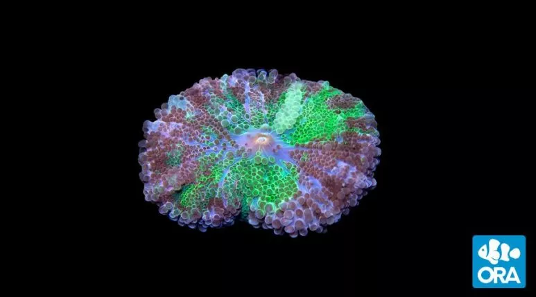 ora-purple-green-ricordea-yuma-coral ORA Purple and Green Ricordea Yuma Coral