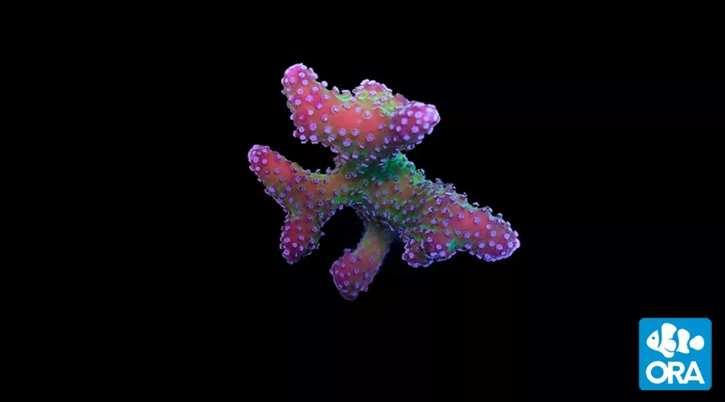 ora-rainbow-stylophora-coral ORA Rainbow Stylophora Coral