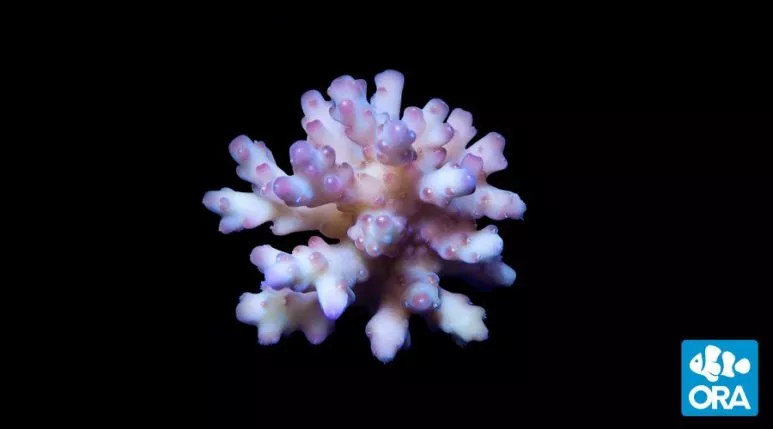 ora-raspberry-granulosa-coral ORA Raspberry Granulosa Coral