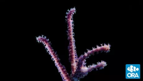 ora-rumphella-gorgonian ORA Rumphella Gorgonian
