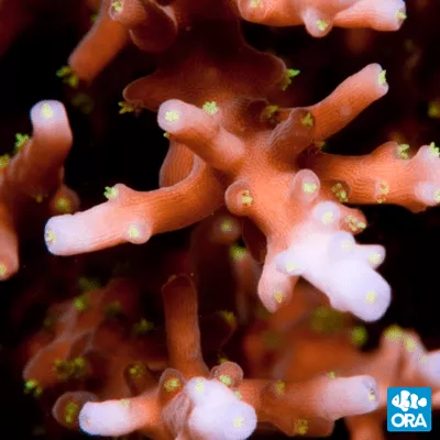 ORA Scorchin’ Torch Acropora